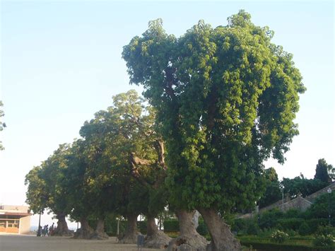 ¡La Bella Sombra: Una Historia de la Sabiduría ancestral en el Siglo XXI!