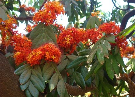  The Aśoka Tree Unveiling the Sacred Symbolism of an Indian Folk Tale!