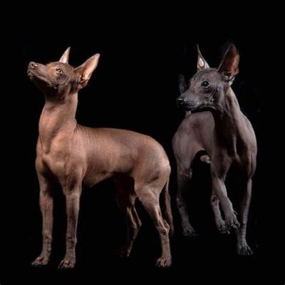  ¿Xoloitzcuintli: Una Leyenda Olvidada Sobre el Perro Divino?